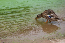 UK Office of Environmental Protection publishes damning report on Northern Ireland water quality