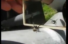 Spider asks: "Who is this handsome devil?"