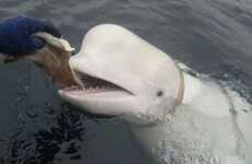 'Russian spy' beluga whale was shot dead, animal rights groups say