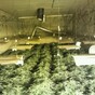 5 arrested as Gardaí seize €5 million in cannabis plants from 'industrial' operation