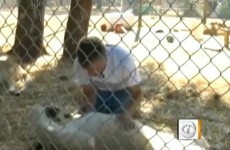 Man takes walk on the wild side by living with lions