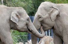 All elephants at Dublin Zoo have recovered following outbreak of deadly virus