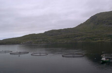 Farmed salmon found in Galway and Mayo rivers after Killary Harbour escape