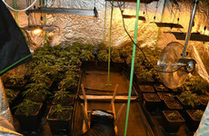 Cannabis plants seized from growhouses in separate operations in Co Monaghan and Galway Gaeltacht