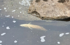 'No specific factors' found to have caused deaths of over 1,000 salmon in Sligo river