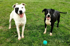 ISPCA issues urgent rehoming appeal with kennels nationwide at near capacity