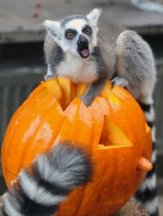 11 animals who are SO EXCITED about Halloween
