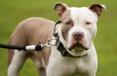 XL Bully dog put down after attacking a man in Dublin on Sunday