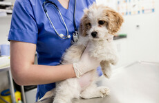 Plans for two new veterinary schools at Irish universities announced today