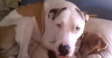 VIDEO: The top ten guiltiest dogs on the Internet