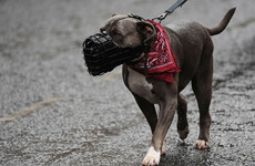 Countdown begins on ‘public safety’ XL bully ban as phase one launches