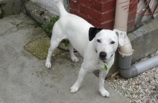 Jack Russell terrier survives being poisoned and buried alive