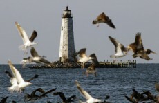Up to 2m dead fish reported on US coast