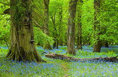 A 'disappointingly low' 1 per cent of Ireland is natural, native forest, first study finds