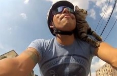 VIDEO: Cat riding around on a bike, and bloody loving it