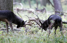 Motorists urged to take extra care in wooded areas as deer rutting season peaks