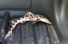 Shark falls from sky onto California golf course
