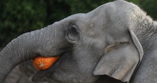 Elephants love pumpkins, here's the evidence