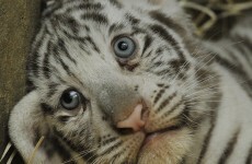Thai man nabbed with 16 tiger cubs in truck