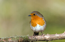 'Unique' first for Ireland as a robin is recorded moving over 750km between France and Co Cork