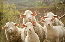 ICSA’s Pre-Budget Submission says vital farm schemes must be protected