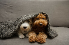 Dog behaviourist: Some tips to help your dog cope with the noise and mayhem of Halloween