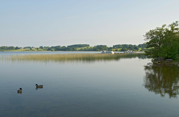 Whimbrel, Godwits, and Plovers: Government to purchase island on Lough ...