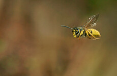 Man dies in Cork after suffering multiple wasp stings while gardening