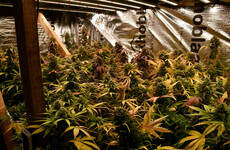 Gardaí seize €300,000 worth of drugs and cannabis plants in Stepaside, south Dublin
