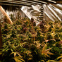 Gardaí seize €300,000 worth of drugs and cannabis plants in Stepaside, south Dublin