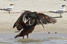 Better management would “almost certainly” have stopped BP oil spill