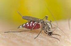 'Millions of lives' could be saved by new global subsidy for malaria drugs