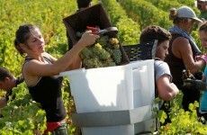 Wine shortage nearing as grape harvest hits historical low