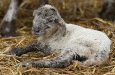 Schmallenberg virus detected in Northern Ireland