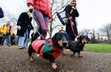 Most searched questions: What dog owners want to know about their pets this Christmas