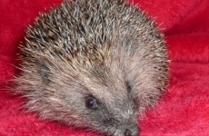 6 reasons why this hedgehog became an internet sensation