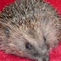 6 reasons why this hedgehog became an internet sensation