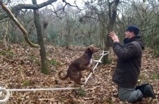 VIDEO: Look at this amazing acrobatic dog