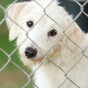 DSPCA urges public to adopt from rescue centres and avoid 'staged' puppy farms for Christmas