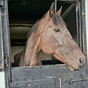 Ex-racehorse that won over €20,000 found emaciated and tied to a fence