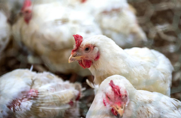 Bird Flu Cases Rise Threatening Holiday Turkeys