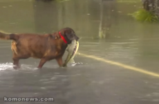How did the Salmon cross the road?