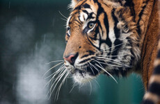 One of the world's rarest tigers is taking up residence in Cork