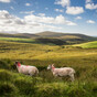 Kerry councillor says it’s ‘nonsense’ that map of sheep attacks can’t be published due to data concerns