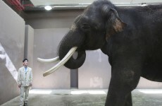 Elephant in South Korean zoo imitates human speech