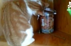 Cat steals biscuit. Dog steals biscuit from cat. Dogs rule.