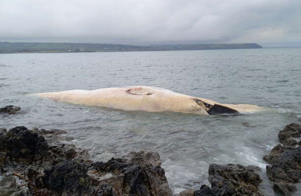 ウォーターフォードビーチに打ち上げられた体長20メートルのナガスクジラに国民が「近寄らない」よう呼び掛ける – TheJournal.ie