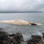 Public urged to 'keep clear' of beached 20-metre fin whale washed ashore on Waterford beach