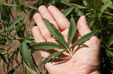 Israel pushing ahead in medical marijuana industry