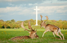 Opinion: The Phoenix Park deer need clear legal protection for stronger enforcement